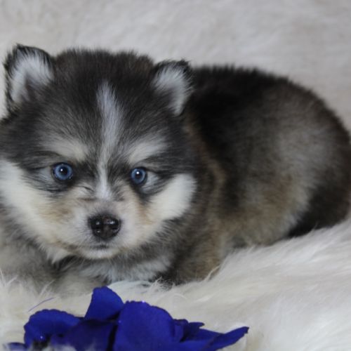 Chiots pomsky f5 lignée américaine #4