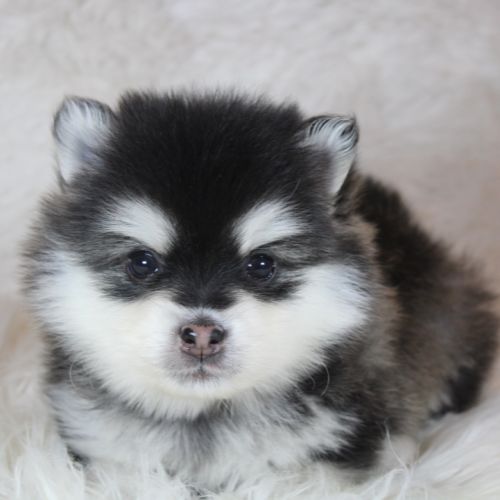 Chiots pomsky f5 lignée américaine #5
