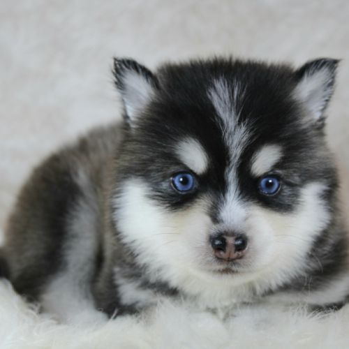 Chiots pomsky f5 lignée américaine #6