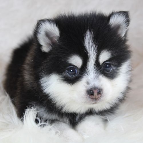 Chiots pomsky f5 lignée américaine #7