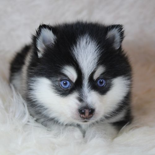 Chiots pomsky f5 lignée américaine