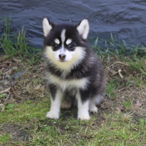 Chiots pomsky f5 lignée américaine #2