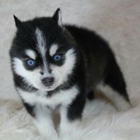 Chiots pomsky f5 lignée américaine #3