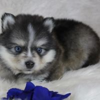 Chiots pomsky f5 lignée américaine #4