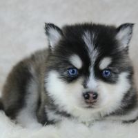 Chiots pomsky f5 lignée américaine #6