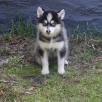 Chiots pomsky f5 lignée américaine #1