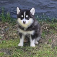 Chiots pomsky f5 lignée américaine #2