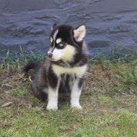 Chiots pomsky f5 lignée américaine