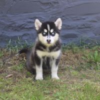 Chiots pomsky f5 lignée américaine #4