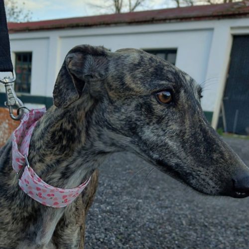 Caridad, petite galga parfaite #1