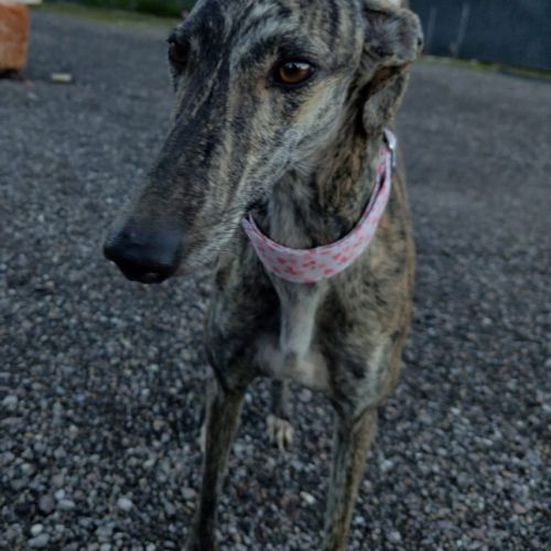 Caridad, petite galga parfaite #2