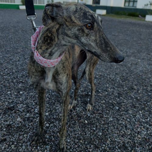 Caridad, petite galga parfaite #3