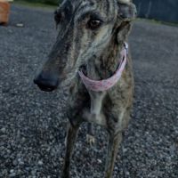 Caridad, petite galga parfaite #2