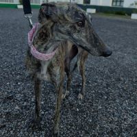 Caridad, petite galga parfaite #3