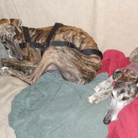 Caridad, petite galga parfaite #4