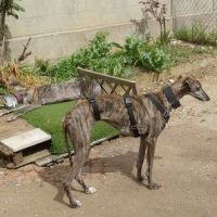 Caridad, petite galga parfaite #5