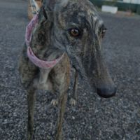 Caridad, petite galga parfaite