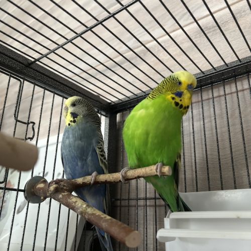 Vends couple de perruche