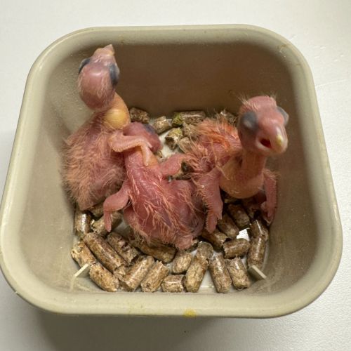 Cacatoes rosalbin gris et rose #1