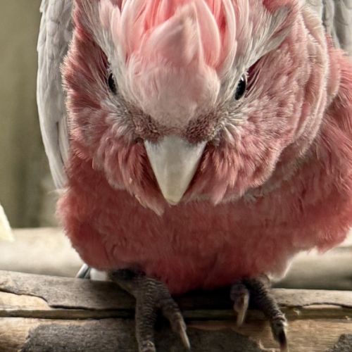 Cacatoes rosalbin gris et rose
