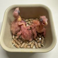 Cacatoes rosalbin gris et rose #1