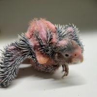 Cacatoes rosalbin gris et rose #2