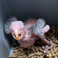 Cacatoes rosalbin gris et rose #3