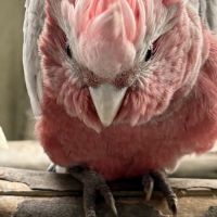 Cacatoes rosalbin gris et rose #0