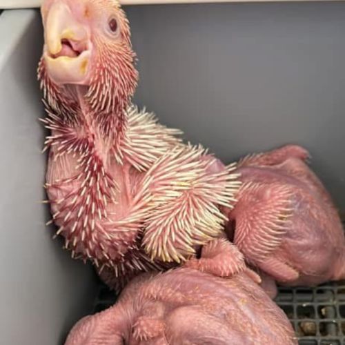 Cacatoes rosalbin lutino ( rose et blanc) #1