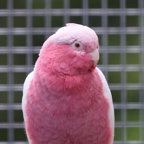 Cacatoes rosalbin lutino ( rose et blanc) #2