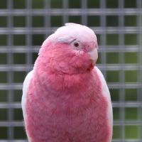 Cacatoes rosalbin lutino ( rose et blanc) #2