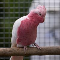 Cacatoes rosalbin lutino ( rose et blanc)