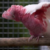 Cacatoes rosalbin lutino ( rose et blanc) #4