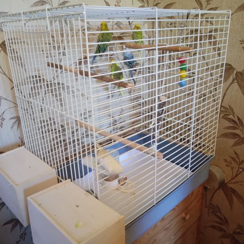 4 perruches ondulées