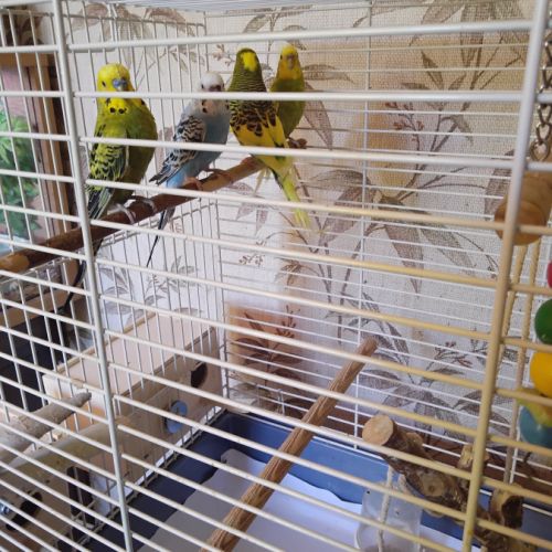 4 perruches ondulées #2