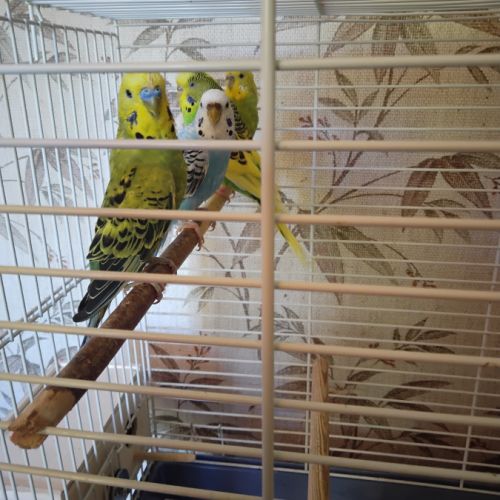 4 perruches ondulées #3