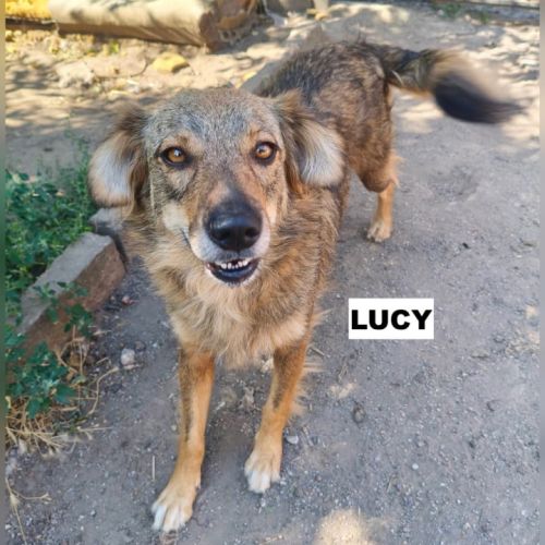 Lucy se trouve dans un refuge en ukraine