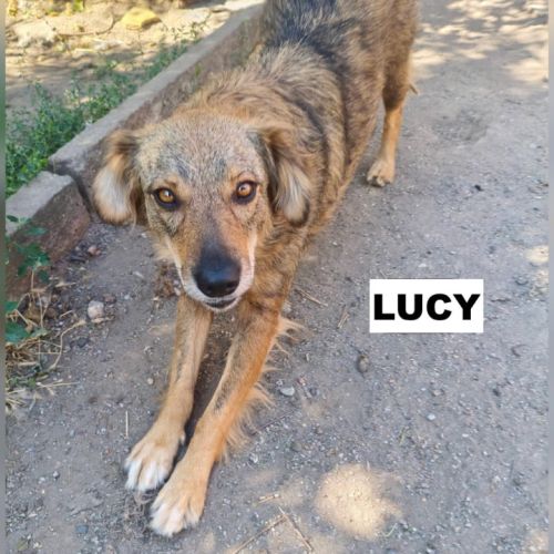 Lucy se trouve dans un refuge en ukraine #3