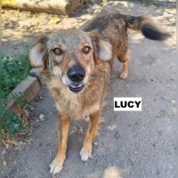 Lucy se trouve dans un refuge en ukraine #0
