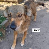 Lucy se trouve dans un refuge en ukraine #2
