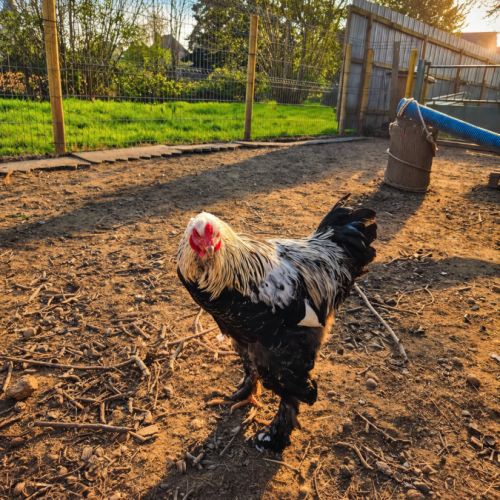 Coq brahma perdrix médailles #1