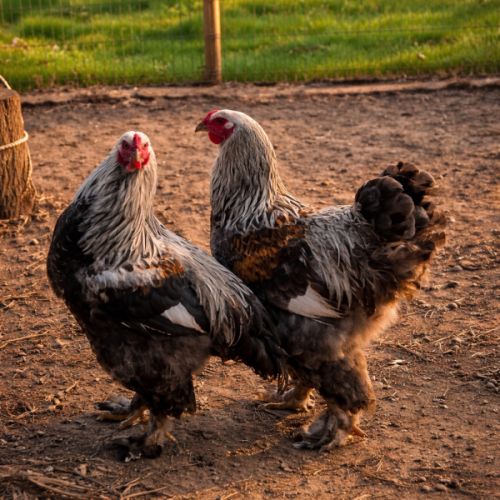Coq brahma perdrix médailles
