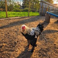 Coq brahma perdrix médailles #1