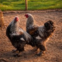 Coq brahma perdrix médailles