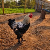 Coq brahma perdrix médailles #3
