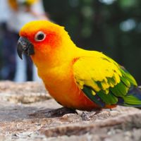 Conure soleil #4