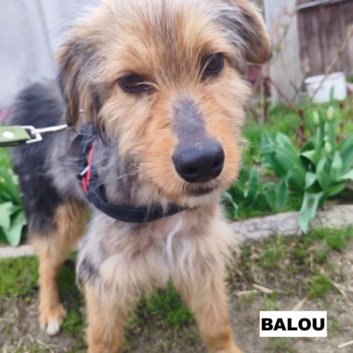 Balou se trouve dans un refuge en ukraine
