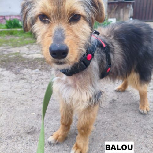 Balou se trouve dans un refuge en ukraine #3