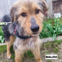 Balou se trouve dans un refuge en ukraine #0