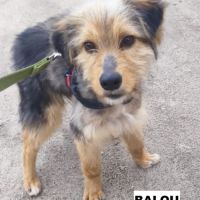 Balou se trouve dans un refuge en ukraine #2